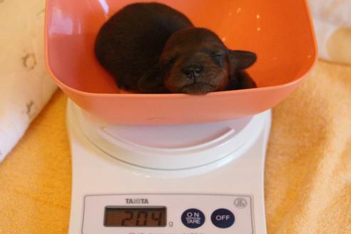 成約済の愛知県のカニンヘンダックスフンド(ロングヘアード)-58269の42枚目