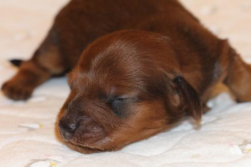 成約済の愛知県のカニンヘンダックスフンド(ロングヘアード)-58269の41枚目