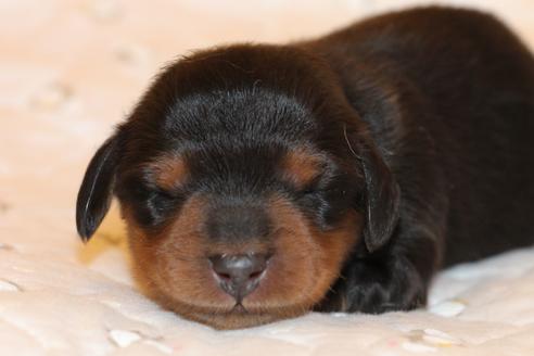 成約済の愛知県のカニンヘンダックスフンド(ロングヘアード)-58270の59枚目