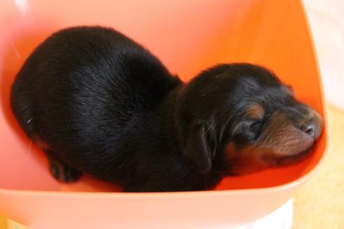 成約済の愛知県のカニンヘンダックスフンド(ロングヘアード)-58270の58枚目