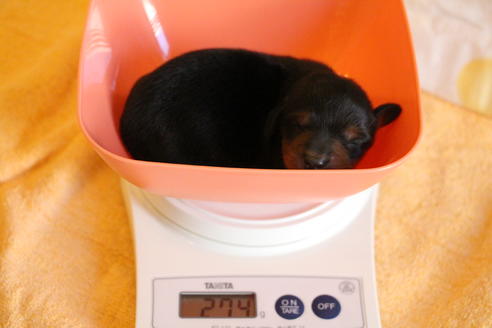 成約済の愛知県のカニンヘンダックスフンド(ロングヘアード)-58270の57枚目