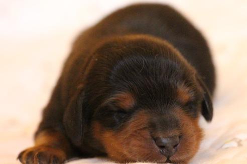 成約済の愛知県のカニンヘンダックスフンド(ロングヘアード)-58270の55枚目