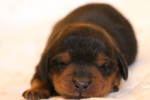 成約済の愛知県のカニンヘンダックスフンド(ロングヘアード)-58270の54枚目