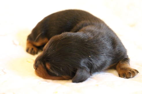 成約済の愛知県のカニンヘンダックスフンド(ロングヘアード)-58270の53枚目