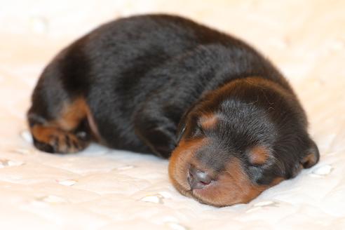成約済の愛知県のカニンヘンダックスフンド(ロングヘアード)-58270の52枚目