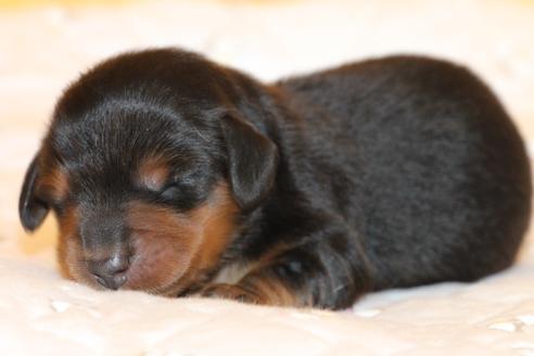 成約済の愛知県のカニンヘンダックスフンド(ロングヘアード)-58270の49枚目