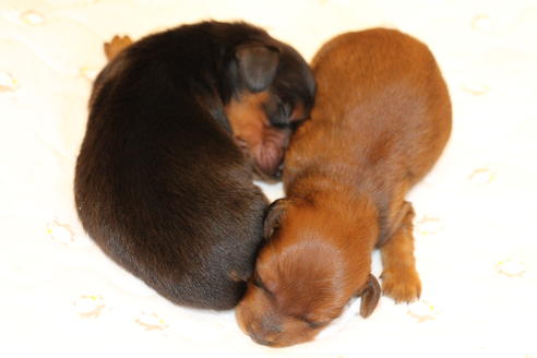 成約済の愛知県のカニンヘンダックスフンド(ロングヘアード)-58270の48枚目