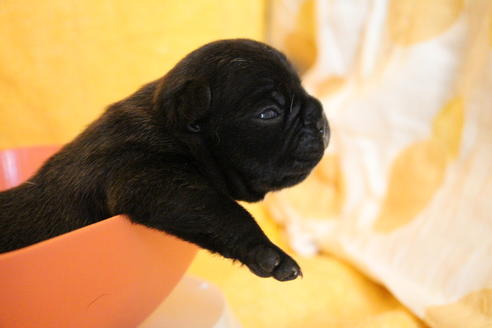 成約済の愛知県のフレンチブルドッグ-58302の41枚目