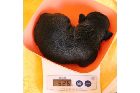 成約済の愛知県のフレンチブルドッグ-58302の40枚目