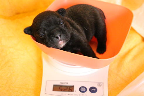 成約済の愛知県のフレンチブルドッグ-58302の39枚目