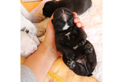 成約済の愛知県のフレンチブルドッグ-58302の38枚目