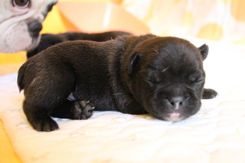 成約済の愛知県のフレンチブルドッグ-58302の37枚目