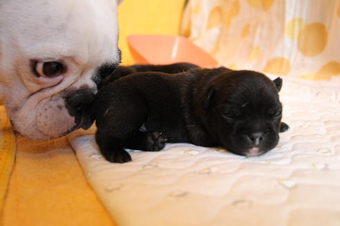 成約済の愛知県のフレンチブルドッグ-58302の36枚目