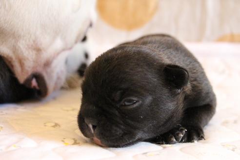 成約済の愛知県のフレンチブルドッグ-58302の35枚目