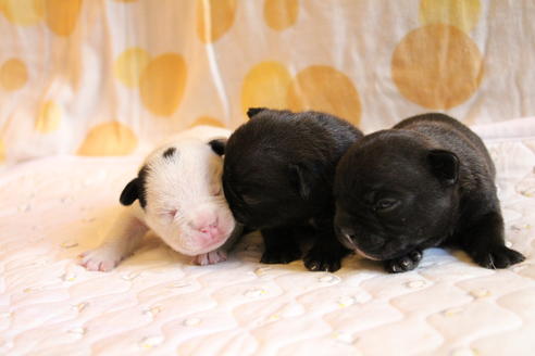 成約済の愛知県のフレンチブルドッグ-58302の34枚目