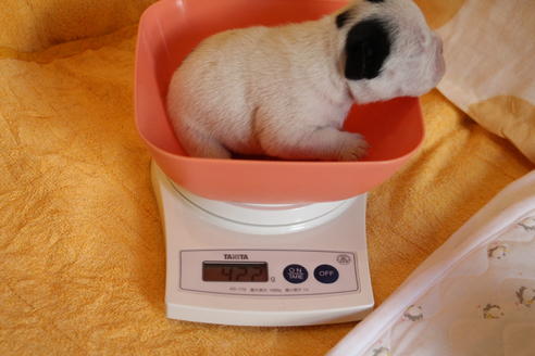 成約済の愛知県のフレンチブルドッグ-58301の32枚目