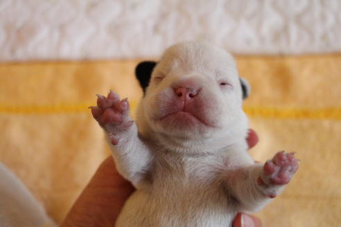 成約済の愛知県のフレンチブルドッグ-58301の30枚目