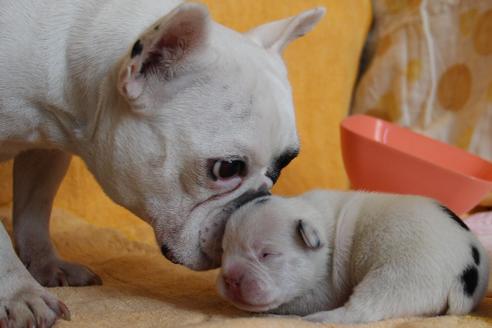 成約済の愛知県のフレンチブルドッグ-58301の29枚目