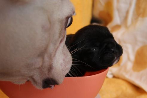 成約済の愛知県のフレンチブルドッグ-58303の50枚目