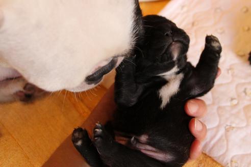 成約済の愛知県のフレンチブルドッグ-58303の48枚目