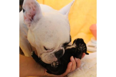 成約済の愛知県のフレンチブルドッグ-58303の47枚目