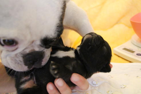 成約済の愛知県のフレンチブルドッグ-58303の46枚目