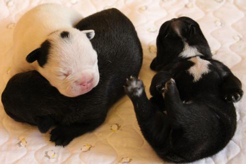 成約済の愛知県のフレンチブルドッグ-58303の45枚目