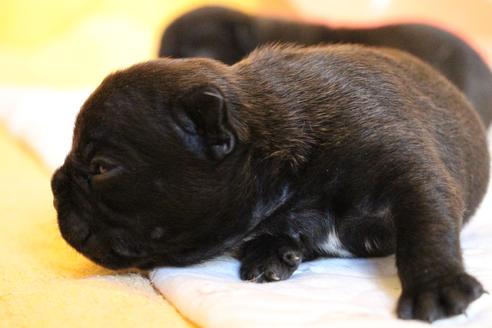 成約済の愛知県のフレンチブルドッグ-58303の43枚目