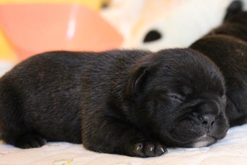 成約済の愛知県のフレンチブルドッグ-58303の42枚目