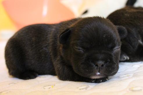 成約済の愛知県のフレンチブルドッグ-58303の40枚目