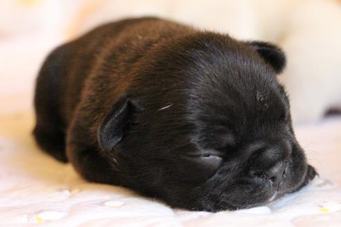 成約済の愛知県のフレンチブルドッグ-58303の39枚目