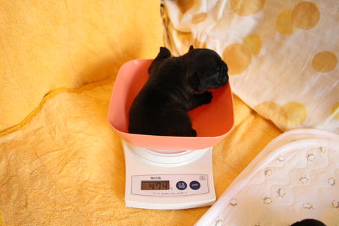 成約済の愛知県のフレンチブルドッグ-58303の38枚目