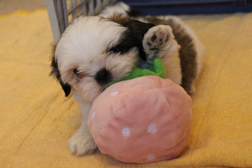 成約済の愛知県のシーズー-55577の1枚目