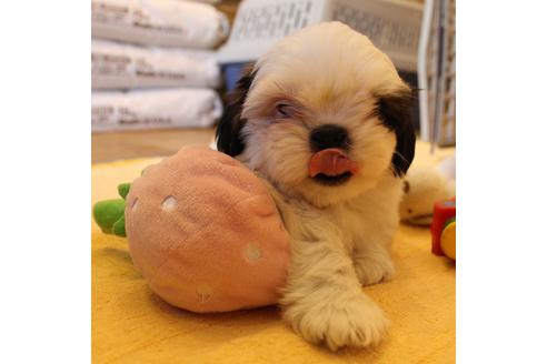 成約済の愛知県のシーズー-55577の3枚目