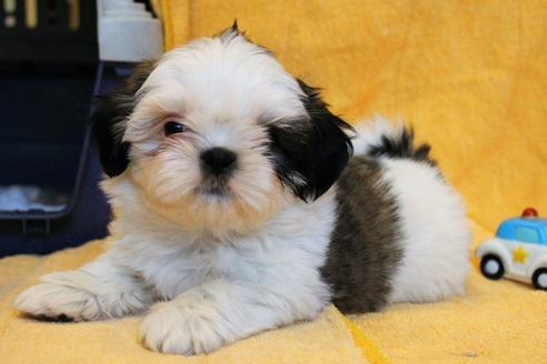 成約済の愛知県のシーズー-55577の2枚目