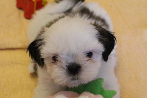 成約済の愛知県のシーズー-55578の1枚目