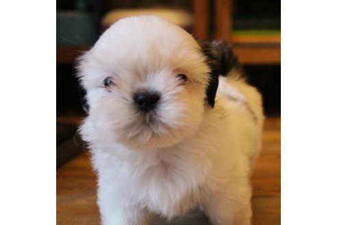 成約済の愛知県のシーズー-55578の3枚目