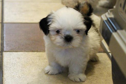 成約済の愛知県のシーズー-55578の2枚目