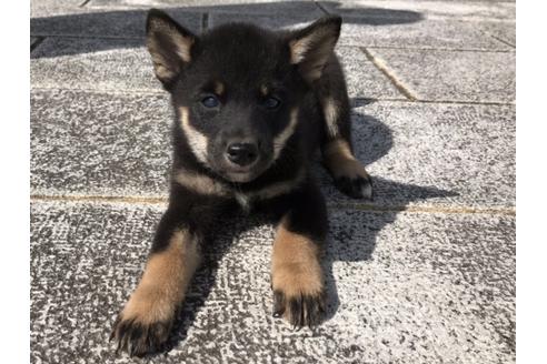 成約済の長崎県の柴犬-58327の5枚目