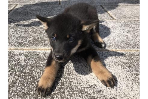 成約済の長崎県の柴犬-58327の3枚目