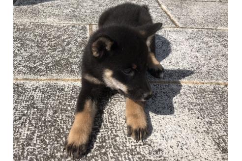 成約済の長崎県の柴犬-58327の2枚目