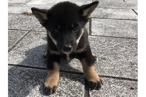 成約済の長崎県の柴犬-58327の1枚目
