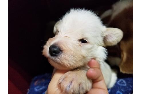 成約済の愛知県のミニチュアシュナウザー-58375の2枚目