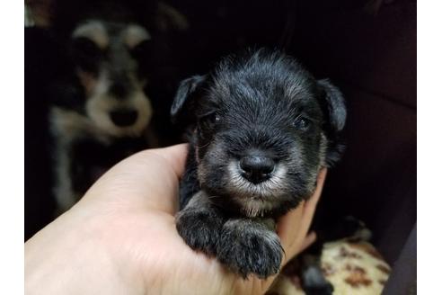 成約済の愛知県のミニチュアシュナウザー-58377の2枚目