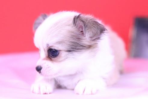 成約済の愛知県のチワワ(ロングコート)-56827の1枚目