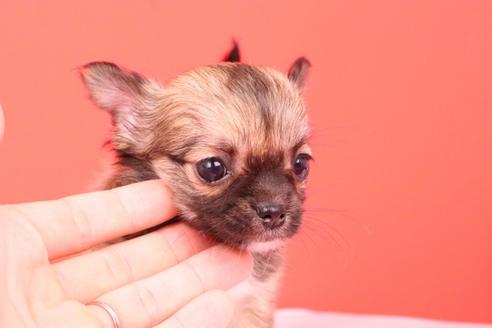 成約済の愛知県のチワワ(ロングコート)-56828の4枚目