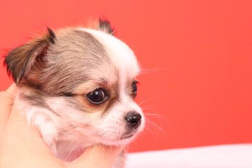 成約済の愛知県のチワワ(ロングコート)-56832の3枚目