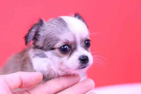 成約済の愛知県のチワワ(ロングコート)-56832の2枚目