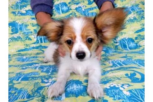 成約済の千葉県のパピヨン-54870の5枚目