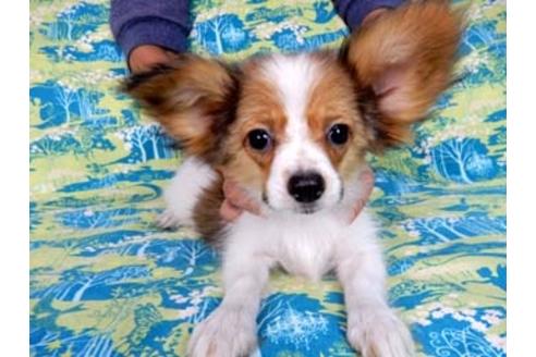 成約済の千葉県のパピヨン-54870の4枚目